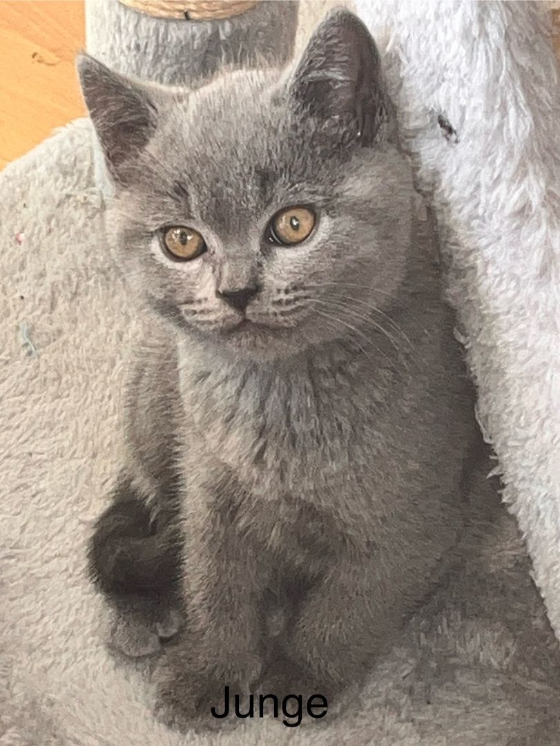 Zuckersüß BKH Kitten ab sofort Auszug bereit.