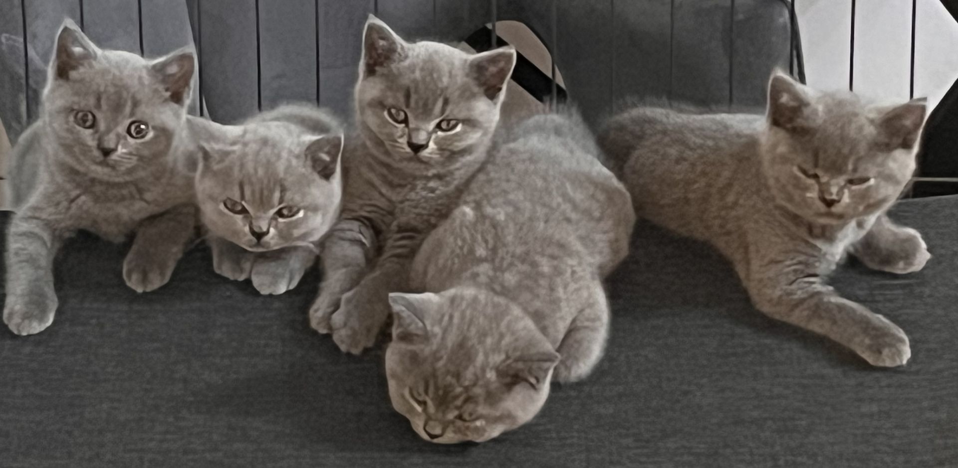 Zuckersüß BKH Kitten ab sofort Auszug bereit.