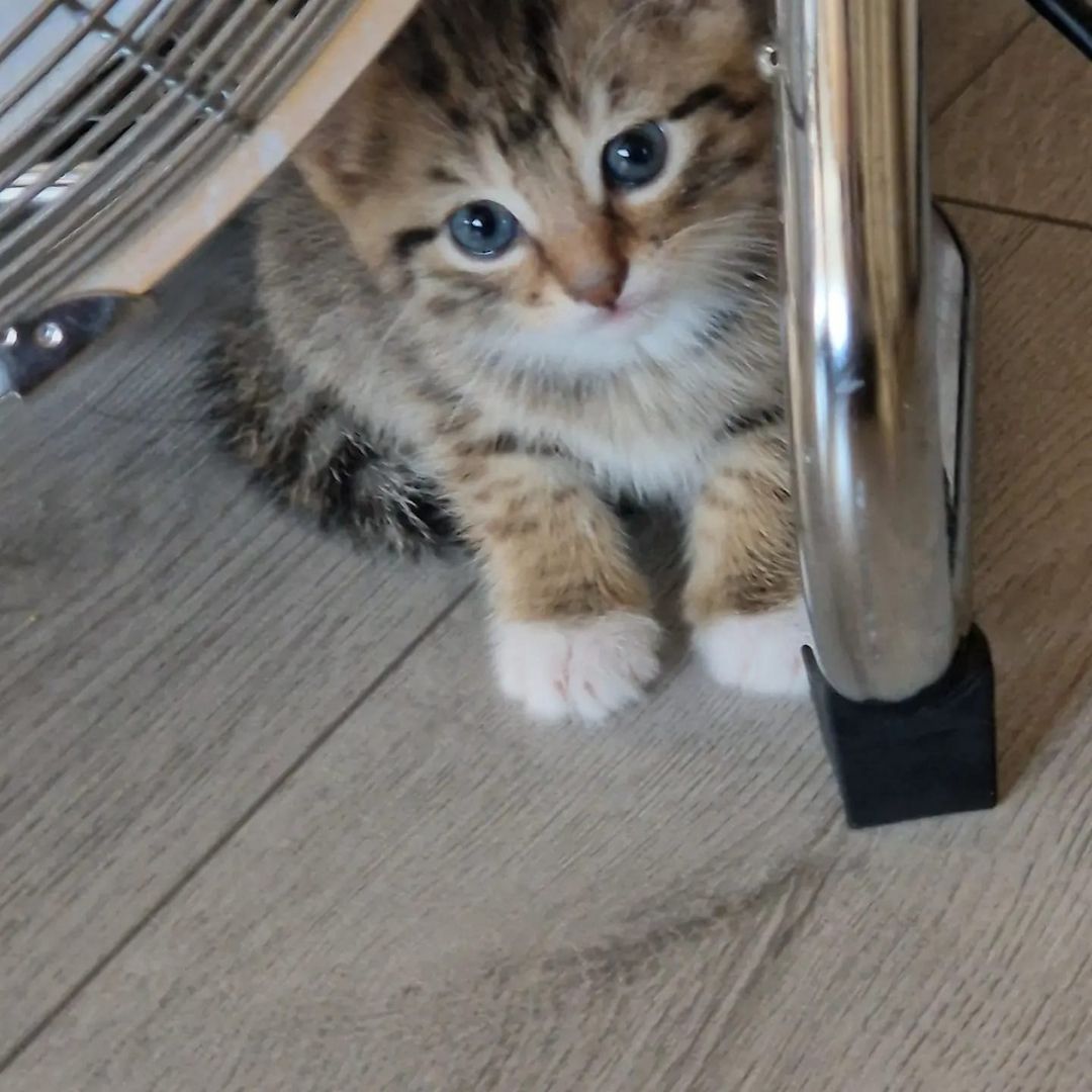 3 Babykatzen abholbereit