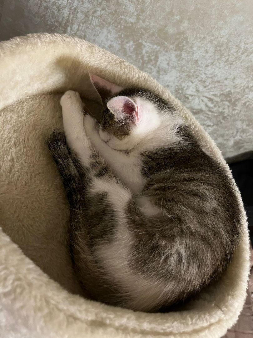 3 Babykatzen abholbereit