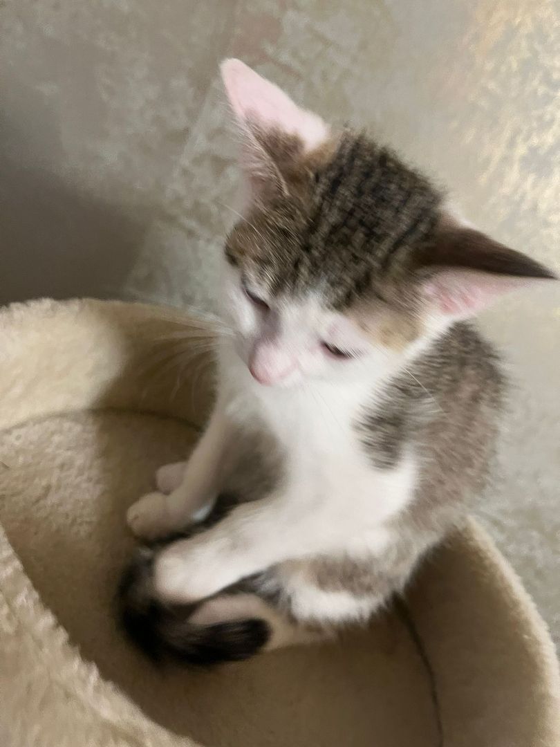 3 Babykatzen abholbereit