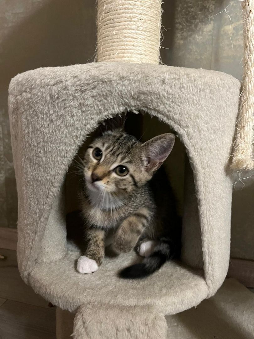 3 Babykatzen abholbereit