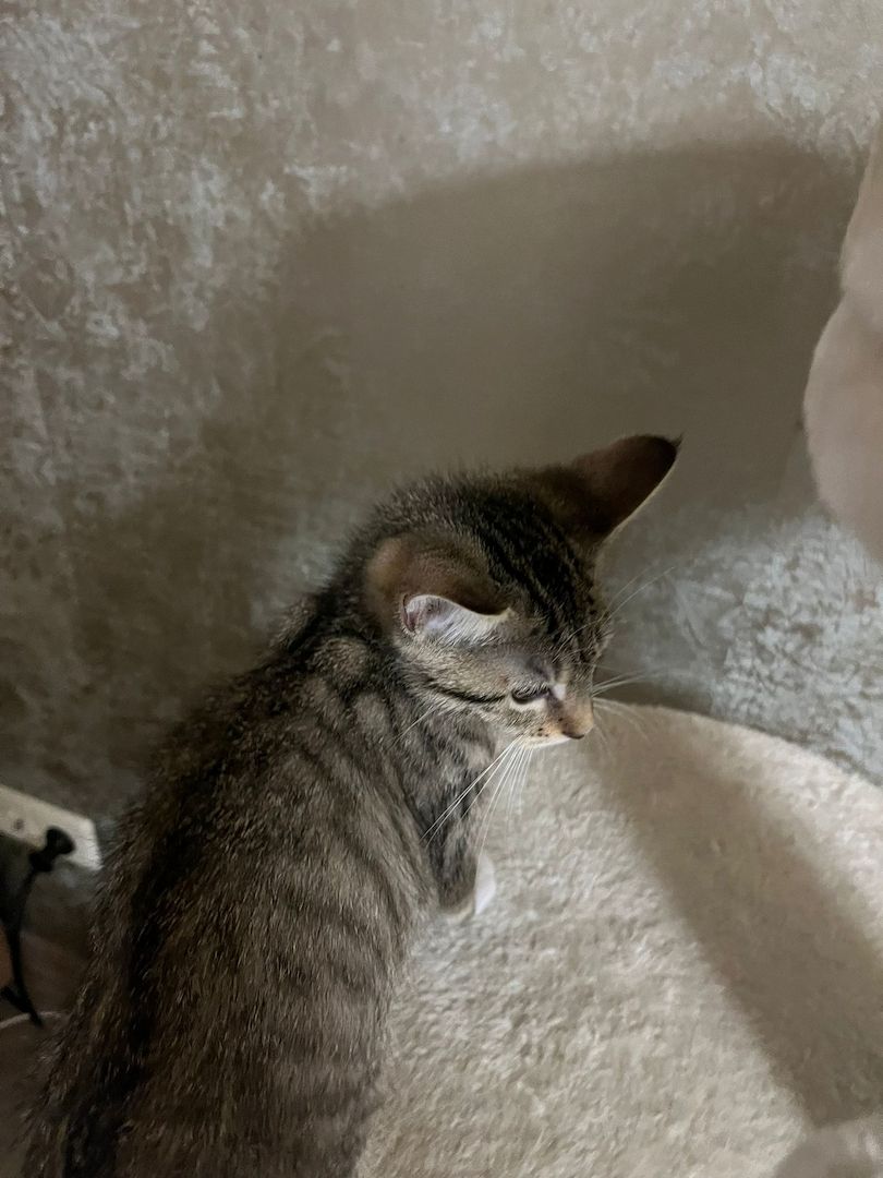 3 Babykatzen abholbereit