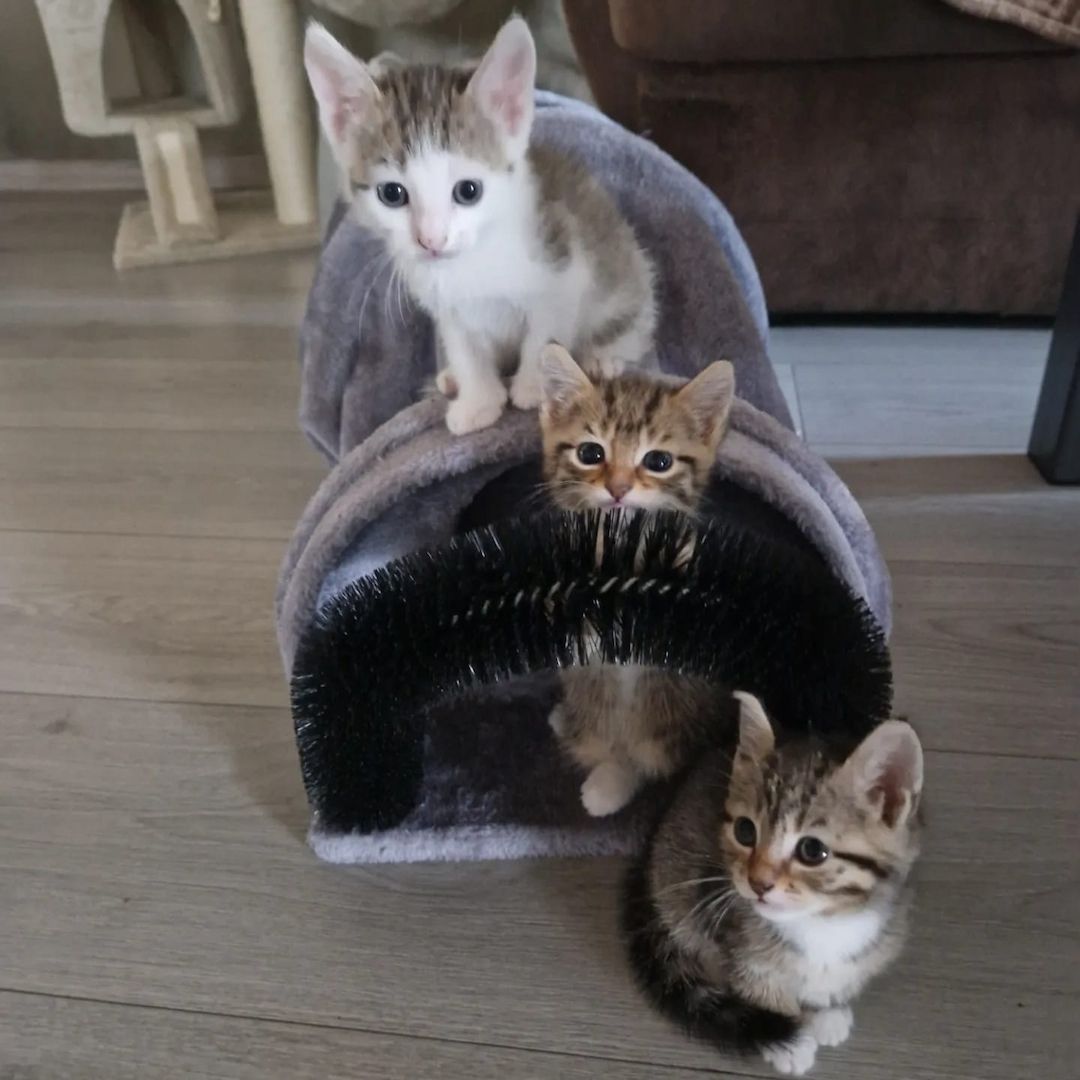 3 Babykatzen abholbereit