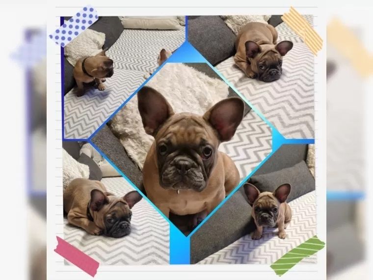 Französische Bulldogge, Reinrassig!! Mit Ahnentafel und Gesundheitszeugnis!