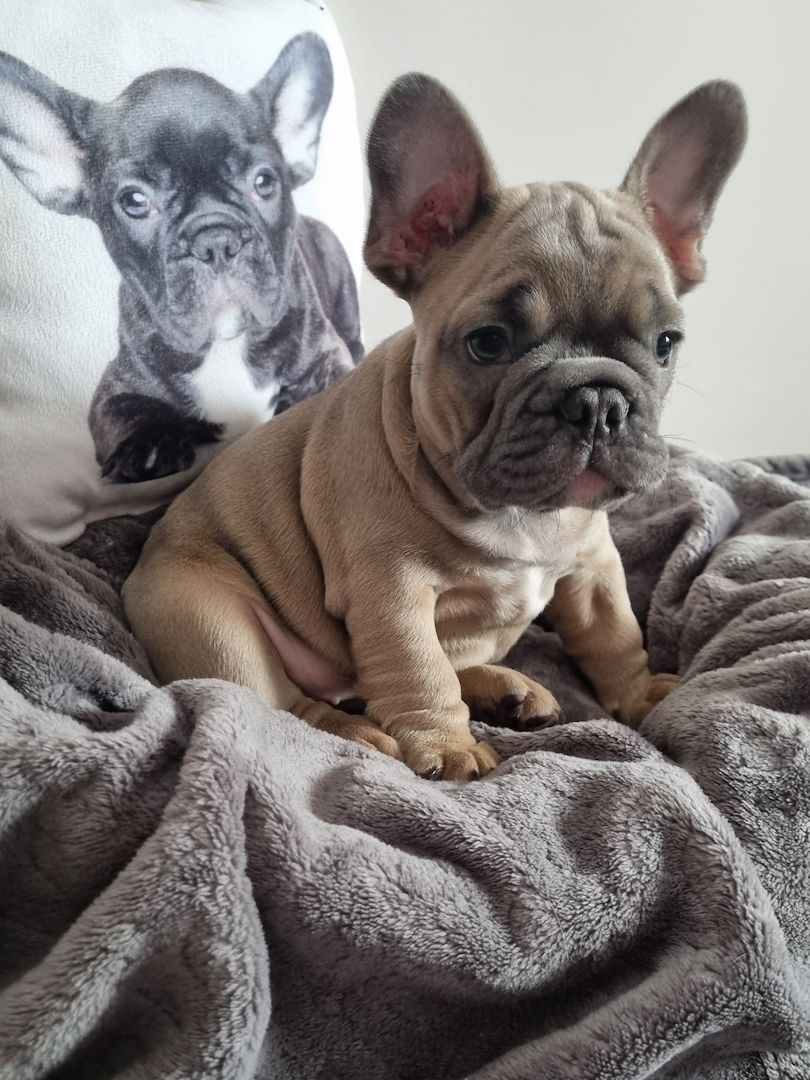 Traumhafte Französische Bully Welpen von Nadjeschda mit Ahnentafel!a Traumhafte Französische Bully Welpen von Nadjeschda mit Ahnentafel!a