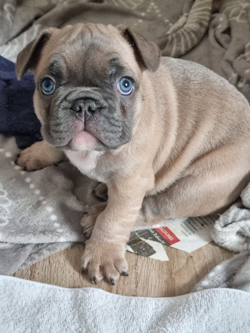 Traumhafte Französische Bully Welpen von Nadjeschda mit Ahnentafel!a Traumhafte Französische Bully Welpen von Nadjeschda mit Ahnentafel!a