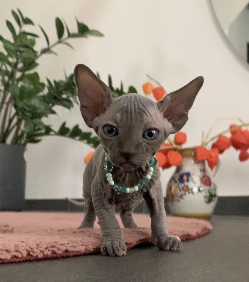 Elf-Sphynx und Canadian Sphynx Kitten abzugeben Elf-Sphynx und Canadian Sphynx Kitten abzugeben