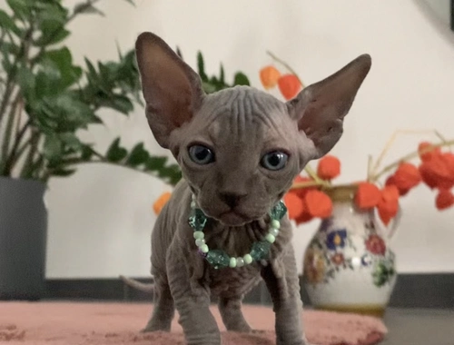 Elf-Sphynx und Canadian Sphynx Kitten abzugeben