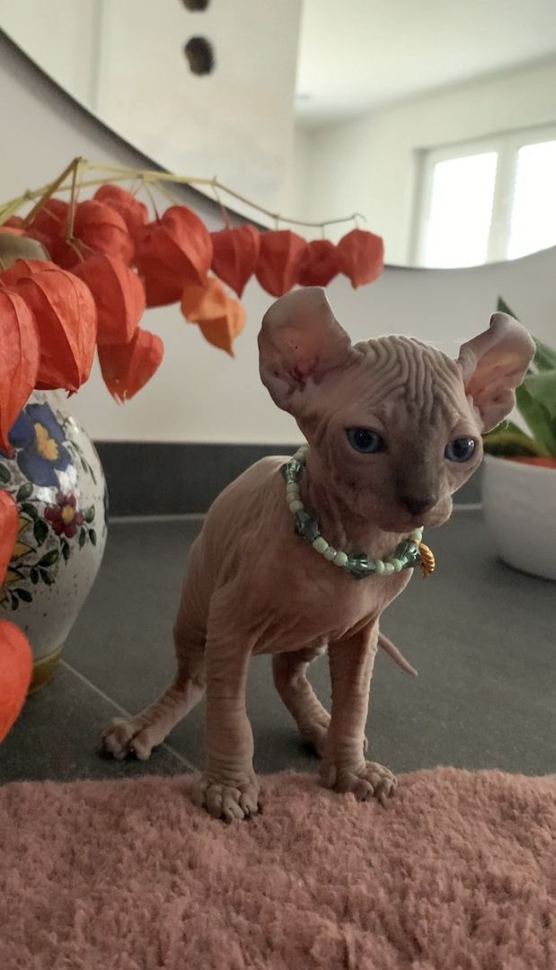 Elf-Sphynx und Canadian Sphynx Kitten abzugeben Elf-Sphynx und Canadian Sphynx Kitten abzugeben