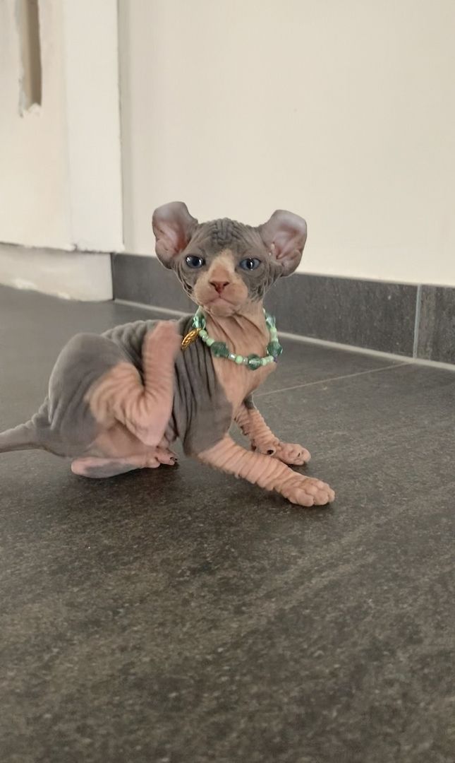 Elf-Sphynx und Canadian Sphynx Kitten abzugeben Elf-Sphynx und Canadian Sphynx Kitten abzugeben