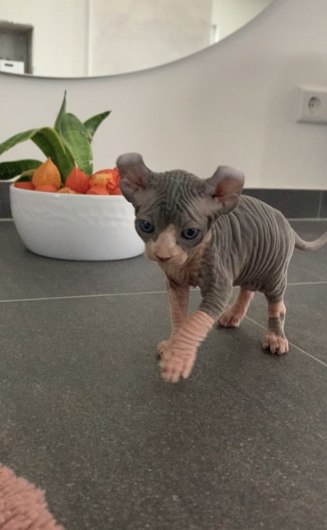 Elf-Sphynx und Canadian Sphynx Kitten abzugeben Elf-Sphynx und Canadian Sphynx Kitten abzugeben