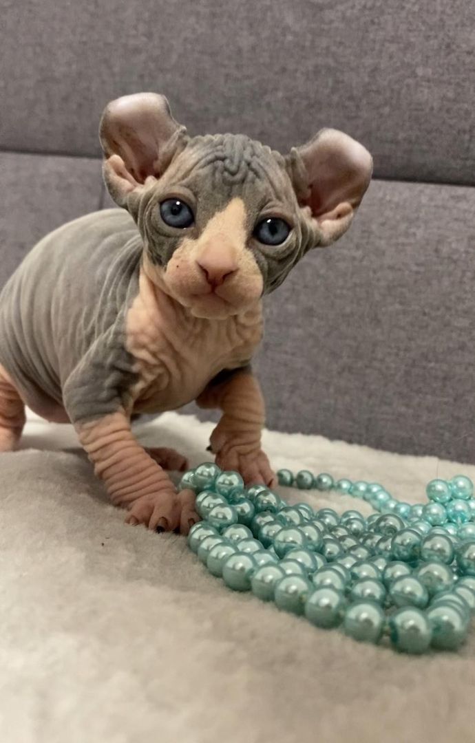 Elf-Sphynx und Canadian Sphynx Kitten abzugeben Elf-Sphynx und Canadian Sphynx Kitten abzugeben