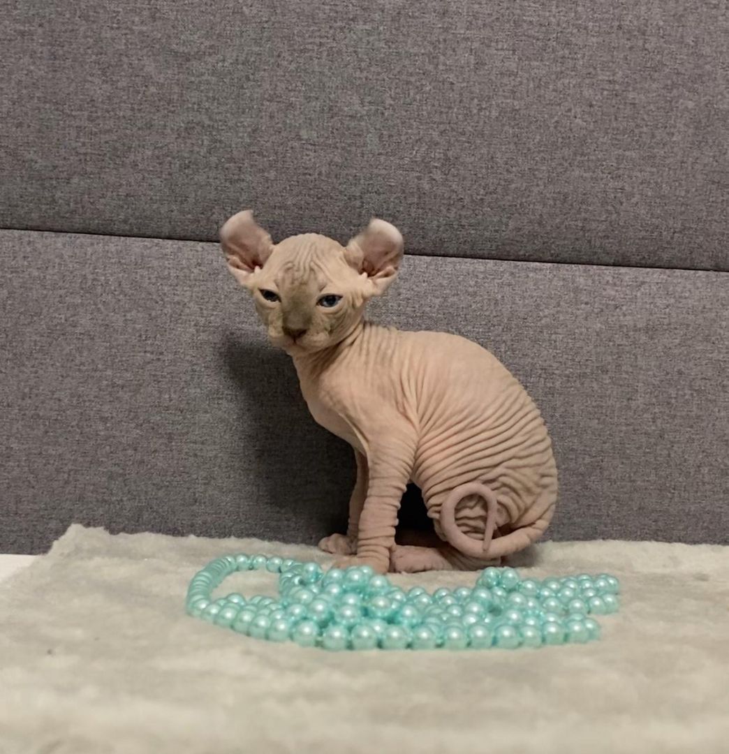 Elf-Sphynx und Canadian Sphynx Kitten abzugeben Elf-Sphynx und Canadian Sphynx Kitten abzugeben