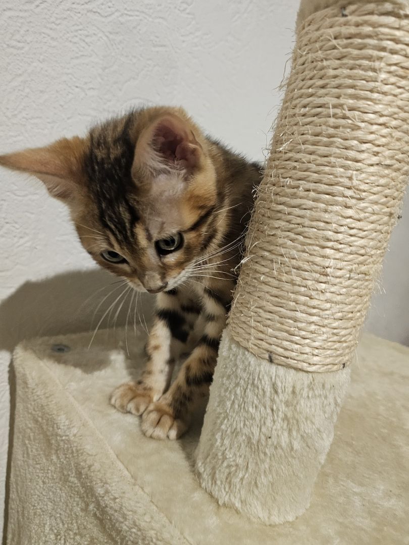 Reinrassige Bengal-Kitten