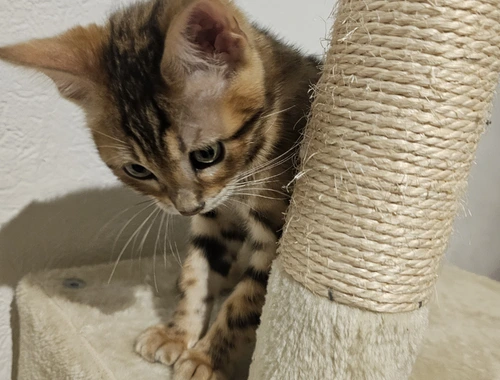 Reinrassige Bengal-Kitten