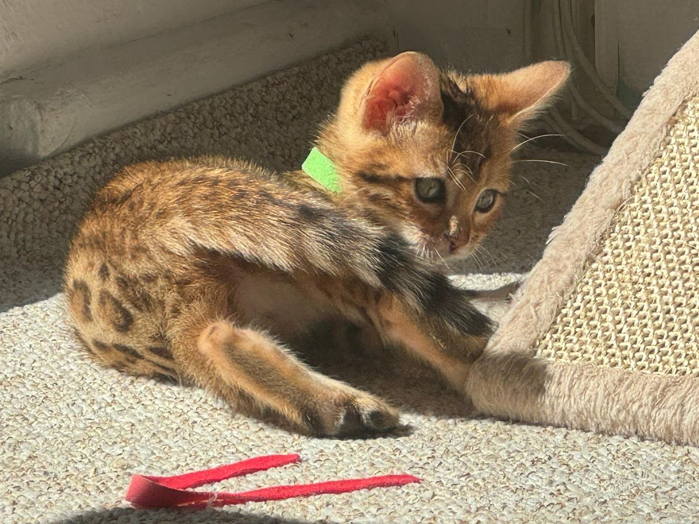 Reinrassige Bengal-Kitten