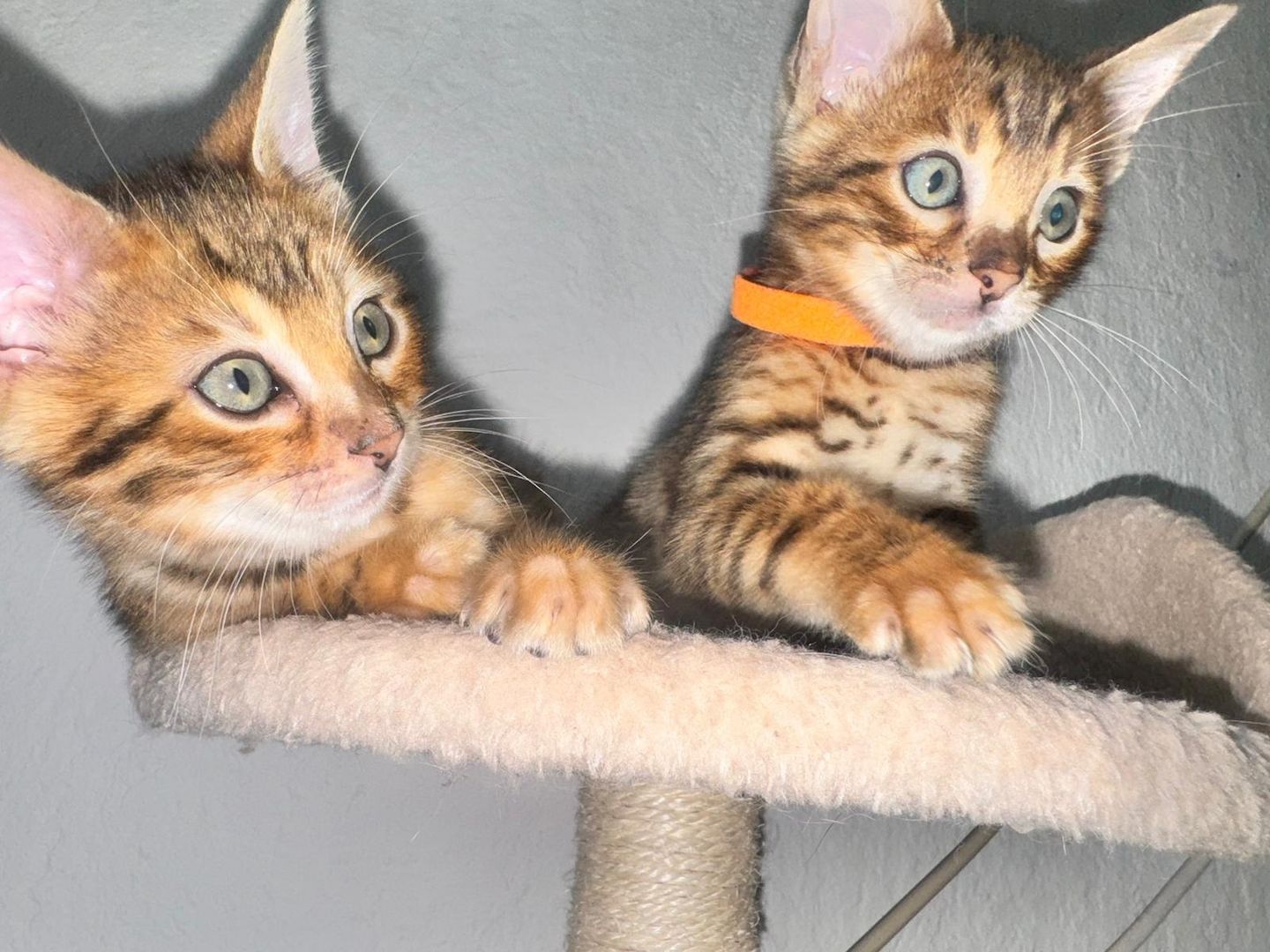 Reinrassige Bengal-Kitten