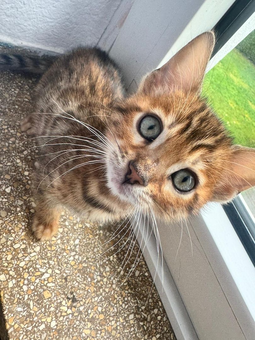 Reinrassige Bengal-Kitten