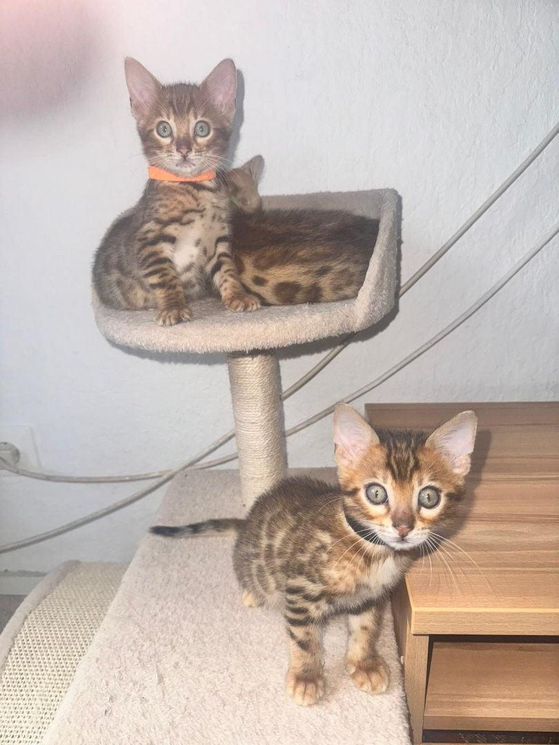Reinrassige Bengal-Kitten