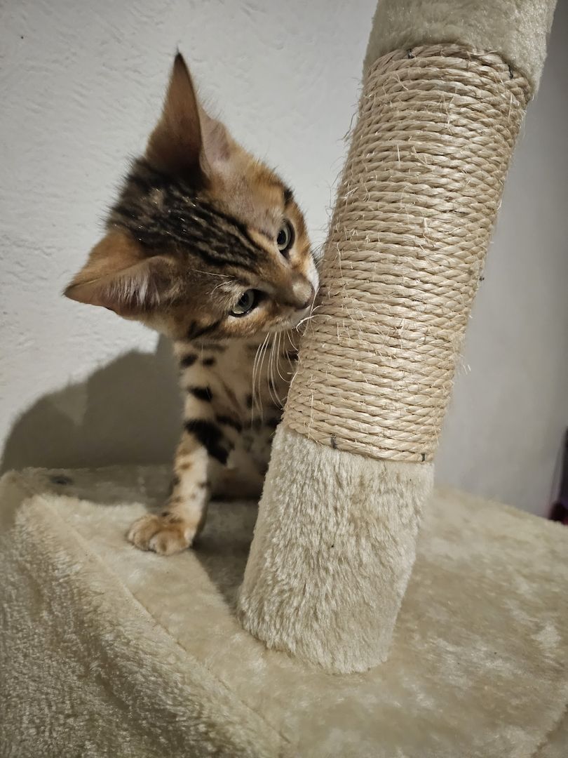 Reinrassige Bengal-Kitten