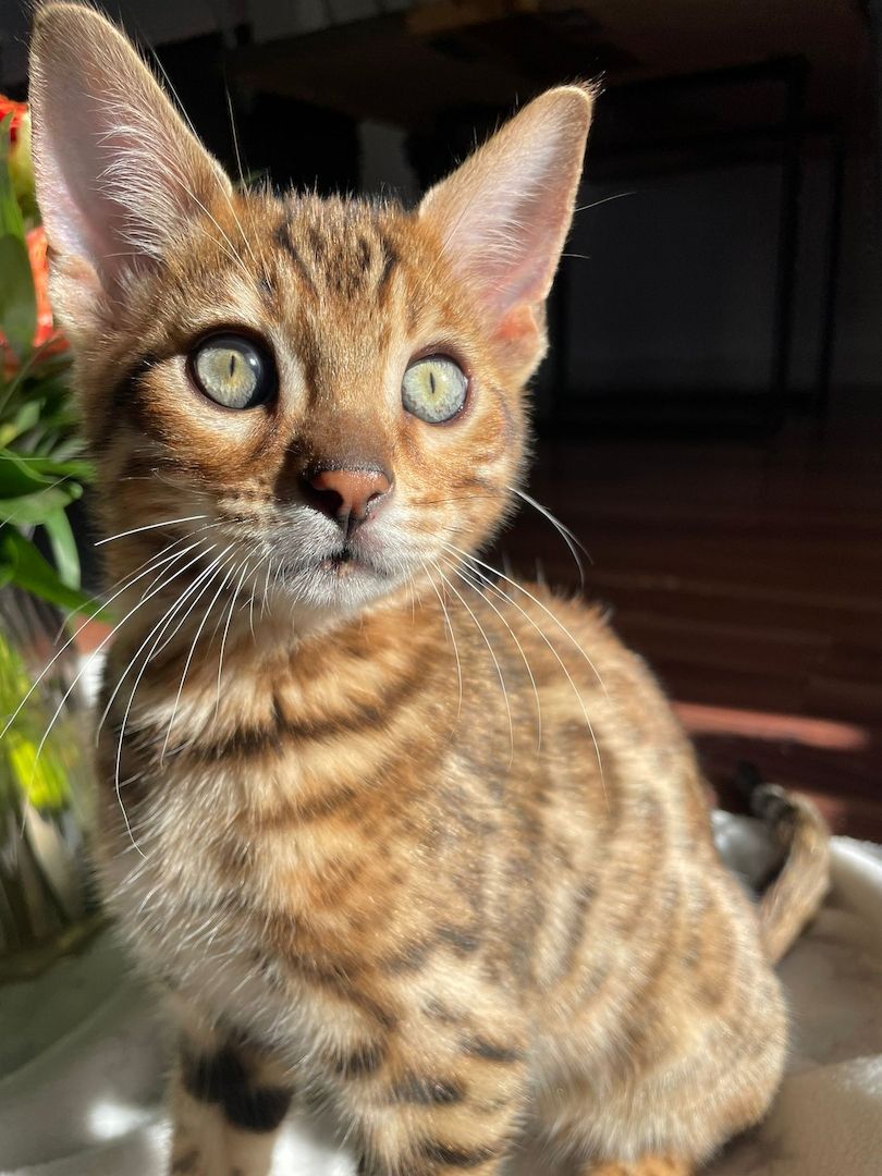 Reinrassige Bengal-Kitten