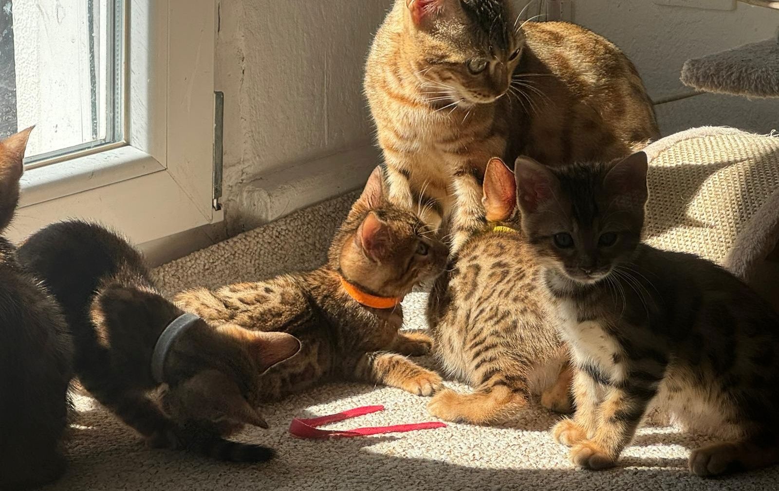 Reinrassige Bengal-Kitten