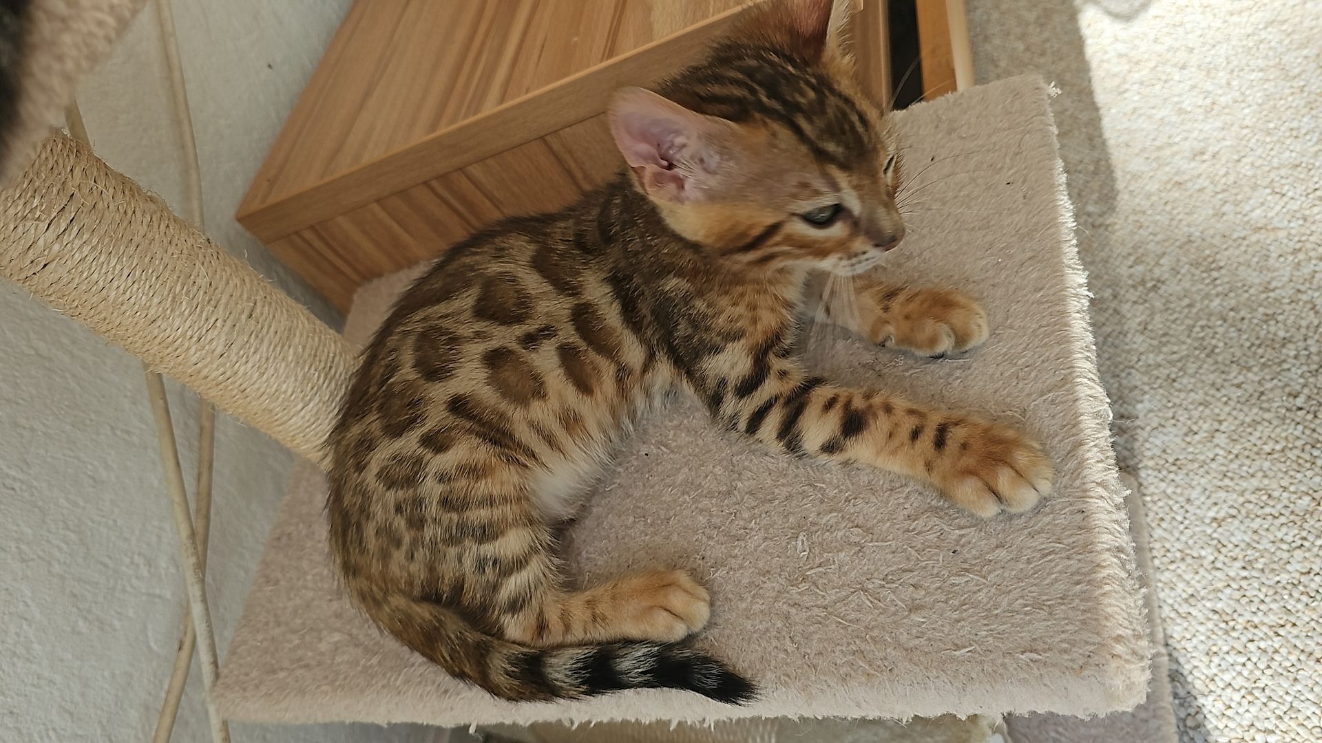 Reinrassige Bengal-Kitten