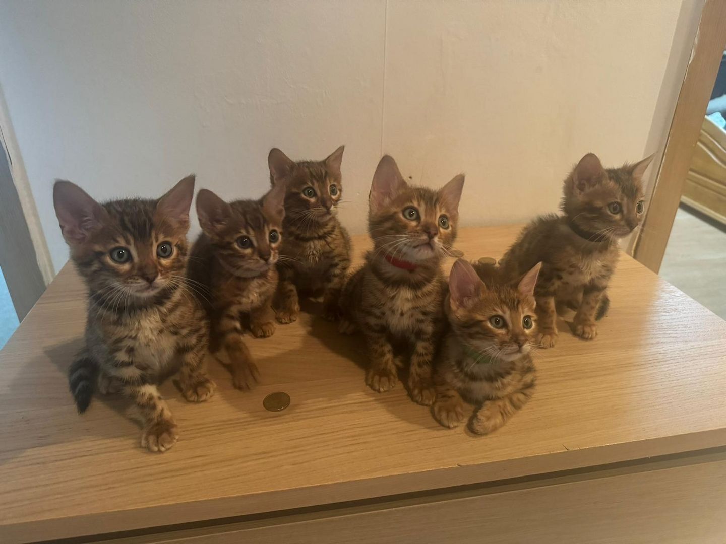 Reinrassige Bengal-Kitten