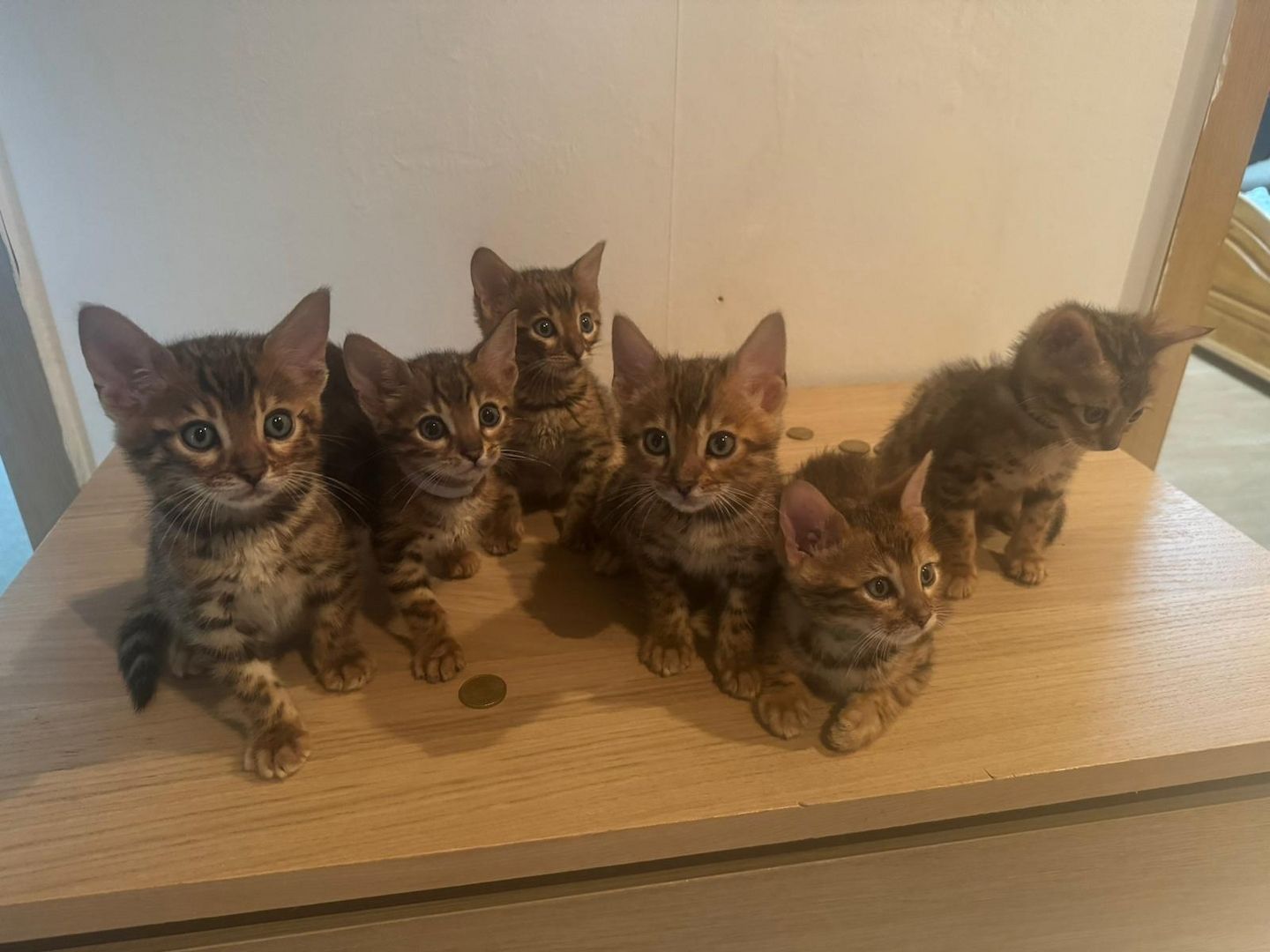 Reinrassige Bengal-Kitten