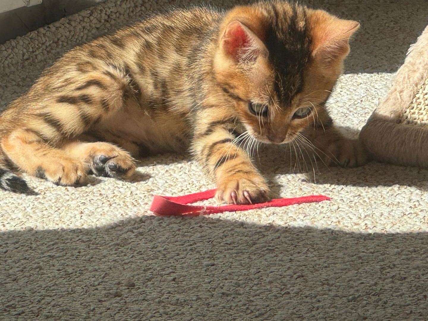 Reinrassige Bengal-Kitten