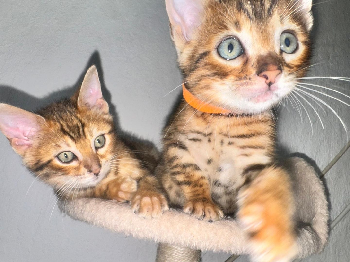 Reinrassige Bengal-Kitten