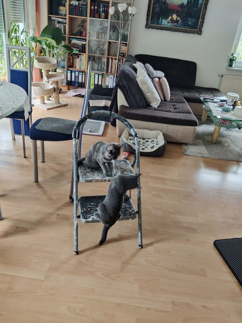 Russisch Blau/ Perser suchen ein neues Zuhause