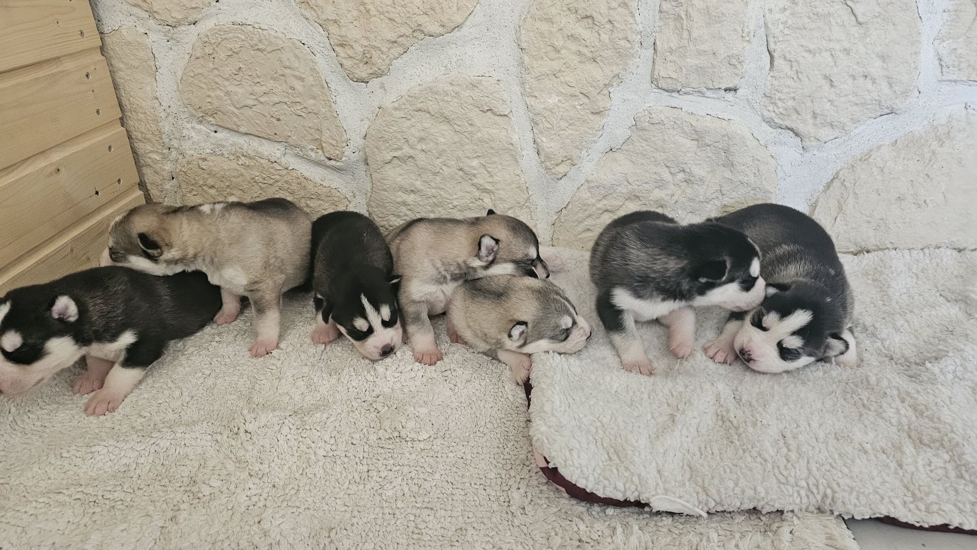 5 reinrassige Siberian Huskies suchen ein neues Zuhause 5 reinrassige Siberian Huskies suchen ein neues Zuhause