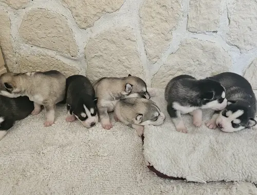 5 reinrassige Siberian Huskies suchen ein neues Zuhause