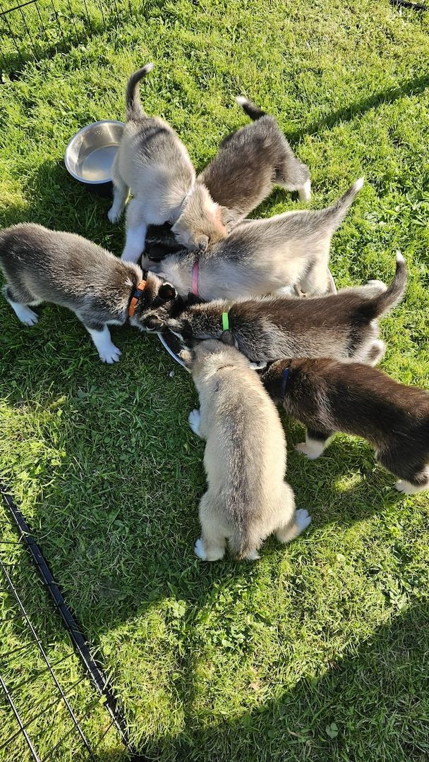 5 reinrassige Siberian Huskies suchen ein neues Zuhause 5 reinrassige Siberian Huskies suchen ein neues Zuhause