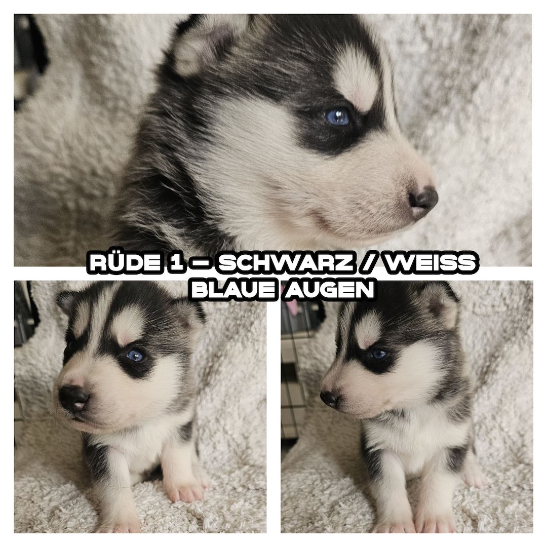 5 reinrassige Siberian Huskies suchen ein neues Zuhause 5 reinrassige Siberian Huskies suchen ein neues Zuhause