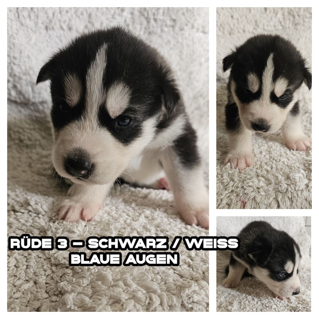 5 reinrassige Siberian Huskies suchen ein neues Zuhause 5 reinrassige Siberian Huskies suchen ein neues Zuhause