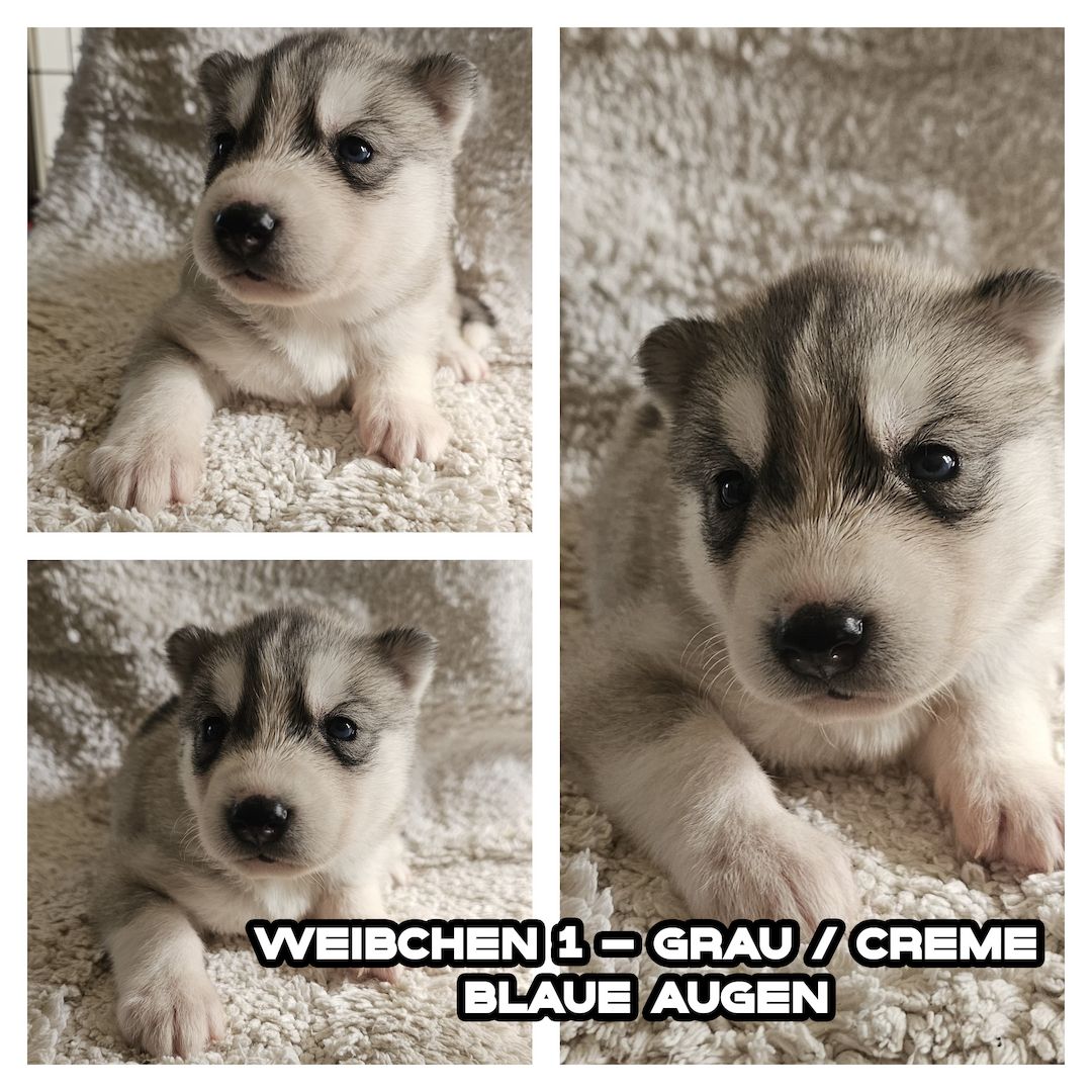 5 reinrassige Siberian Huskies suchen ein neues Zuhause 5 reinrassige Siberian Huskies suchen ein neues Zuhause