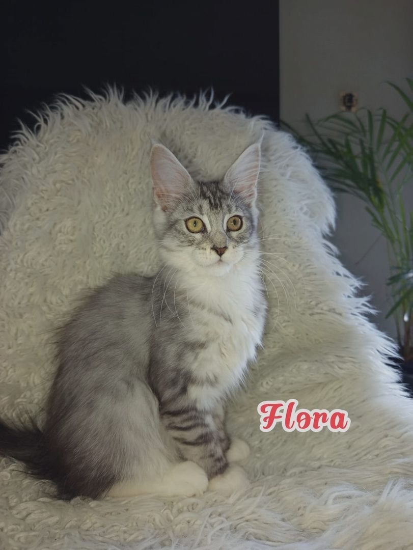 Maine Coon Kitten mit Ahnentafel suchen ab sofort...