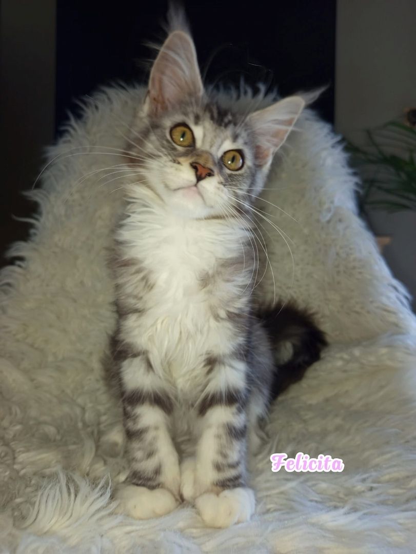 Maine Coon Kitten mit Ahnentafel suchen ab sofort...