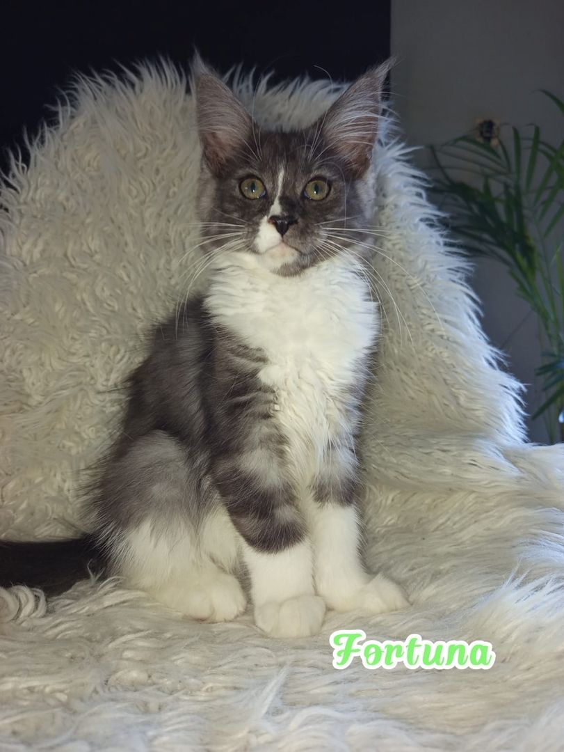 Maine Coon Kitten mit Ahnentafel suchen ab sofort...