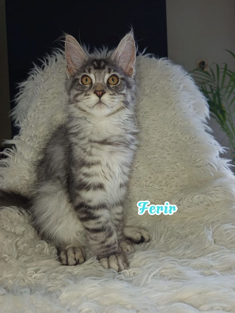 Maine Coon Kitten mit Ahnentafel suchen ab sofort...