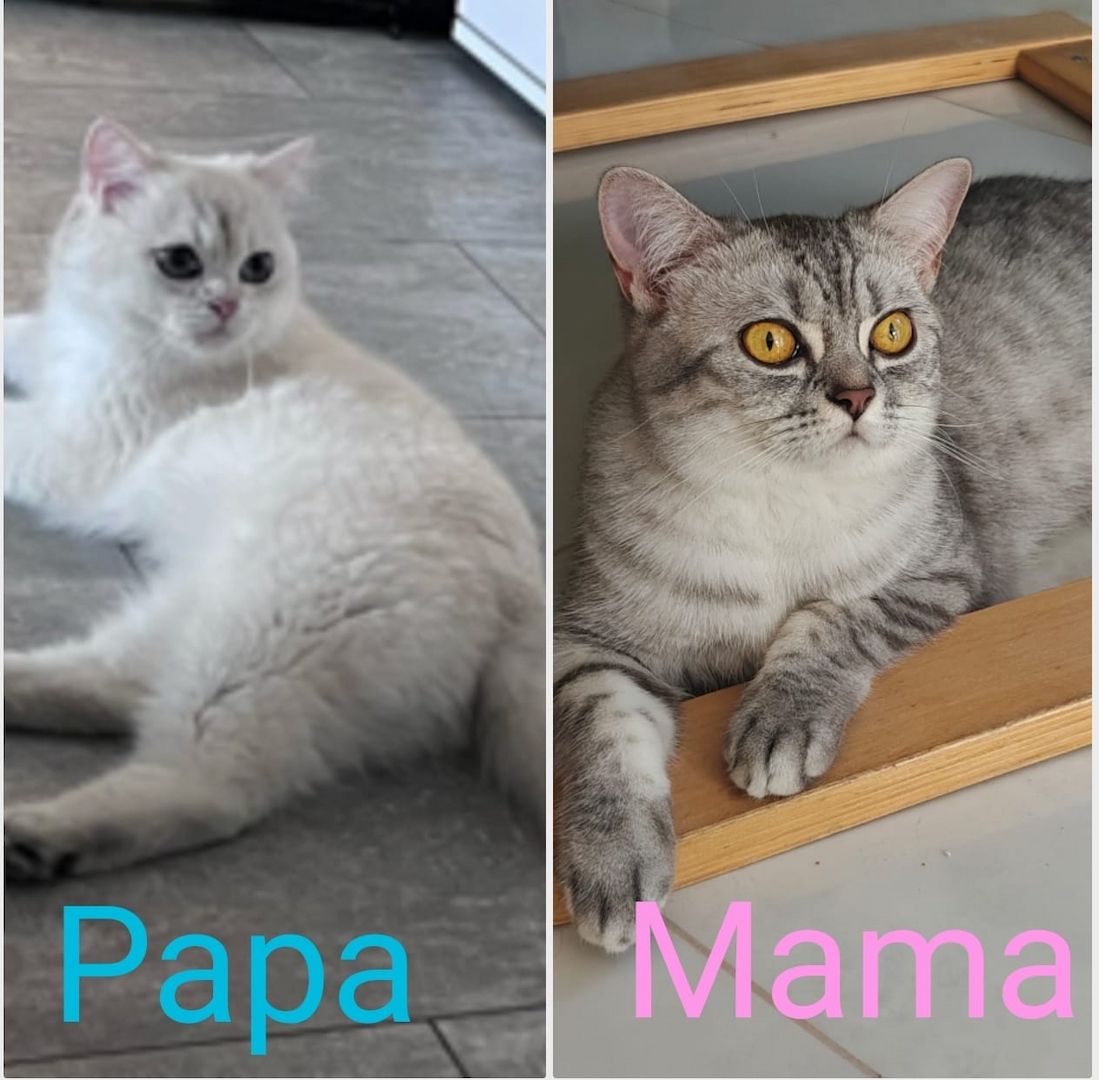 Süße BKH Kitten suchen ein liebevolles Zuhause