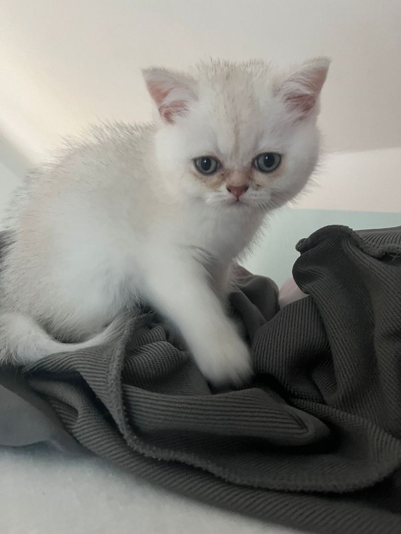 Süße BKH Kitten suchen ein liebevolles Zuhause