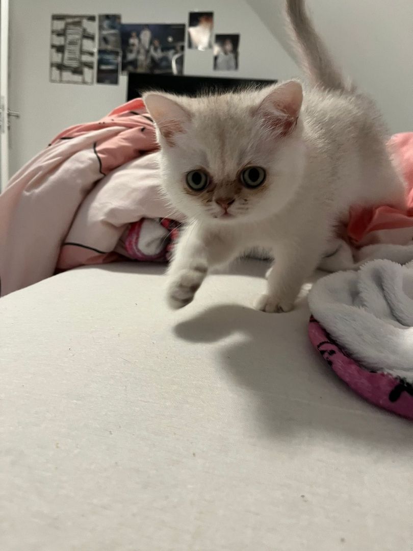 Süße BKH Kitten suchen ein liebevolles Zuhause