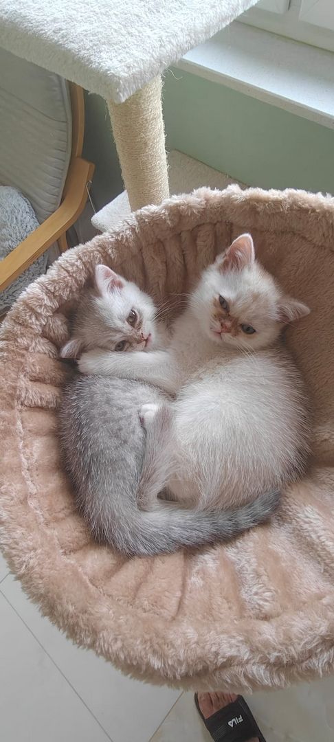 Süße BKH Kitten suchen ein liebevolles Zuhause