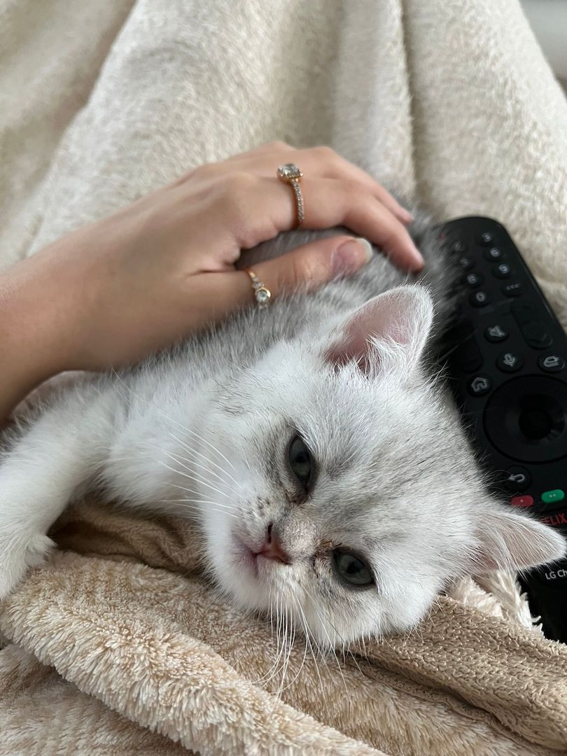 Süße BKH Kitten suchen ein liebevolles Zuhause