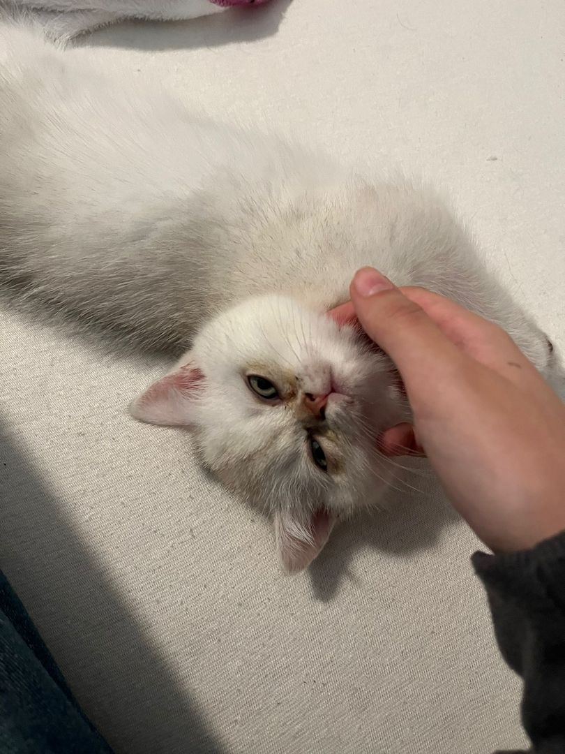 Süße BKH Kitten suchen ein liebevolles Zuhause