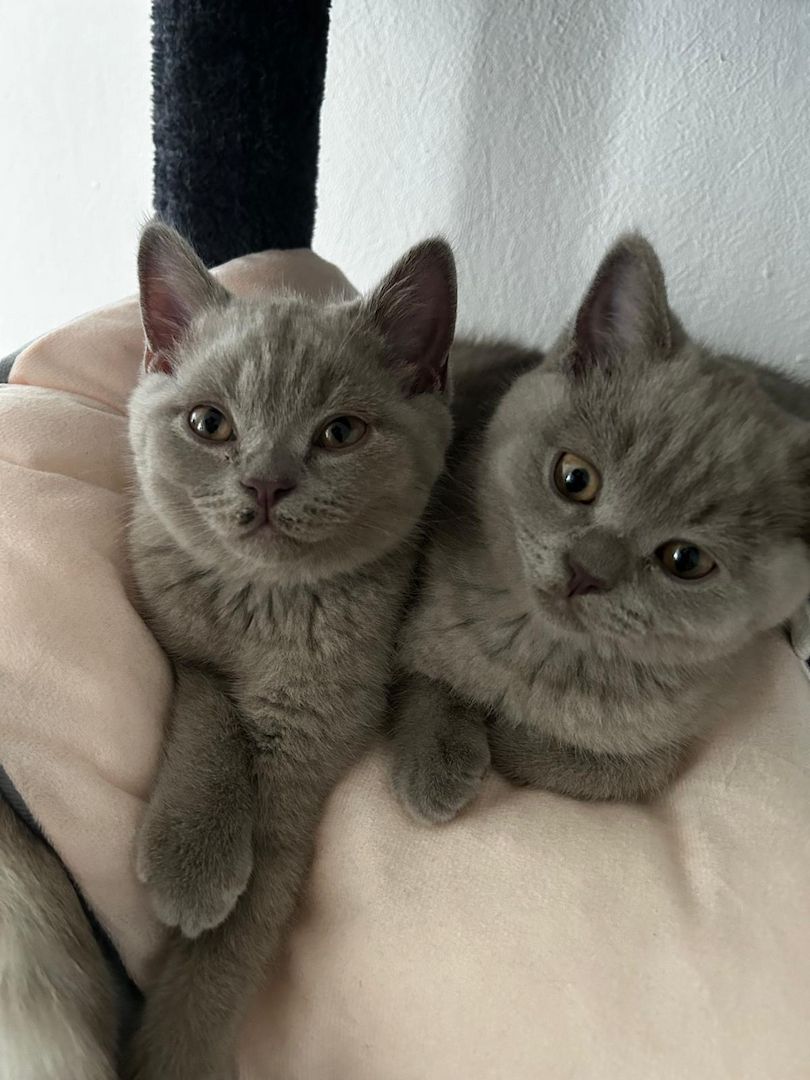 Britisch Kurzhaar Kitten